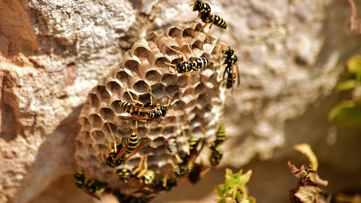plusieurs guepes construisent un nid sur un arbre